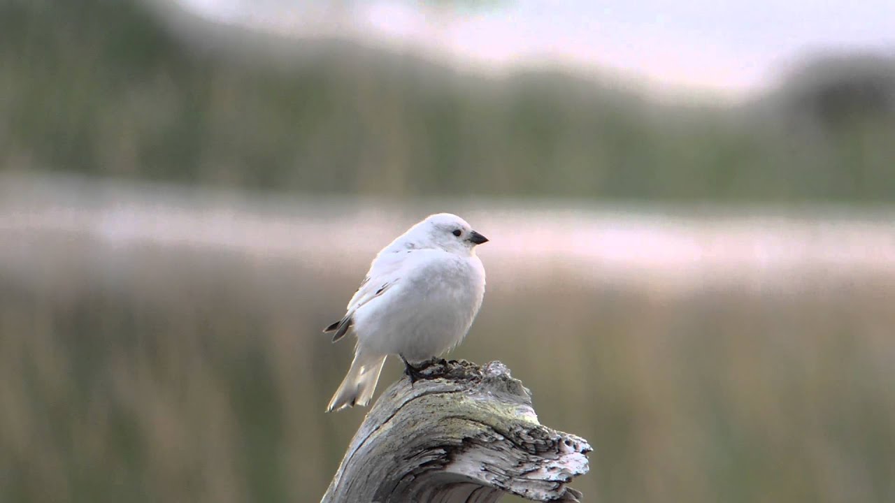 McKay's Bunting, 3rd June 2015, St Matthew, Bering Sea