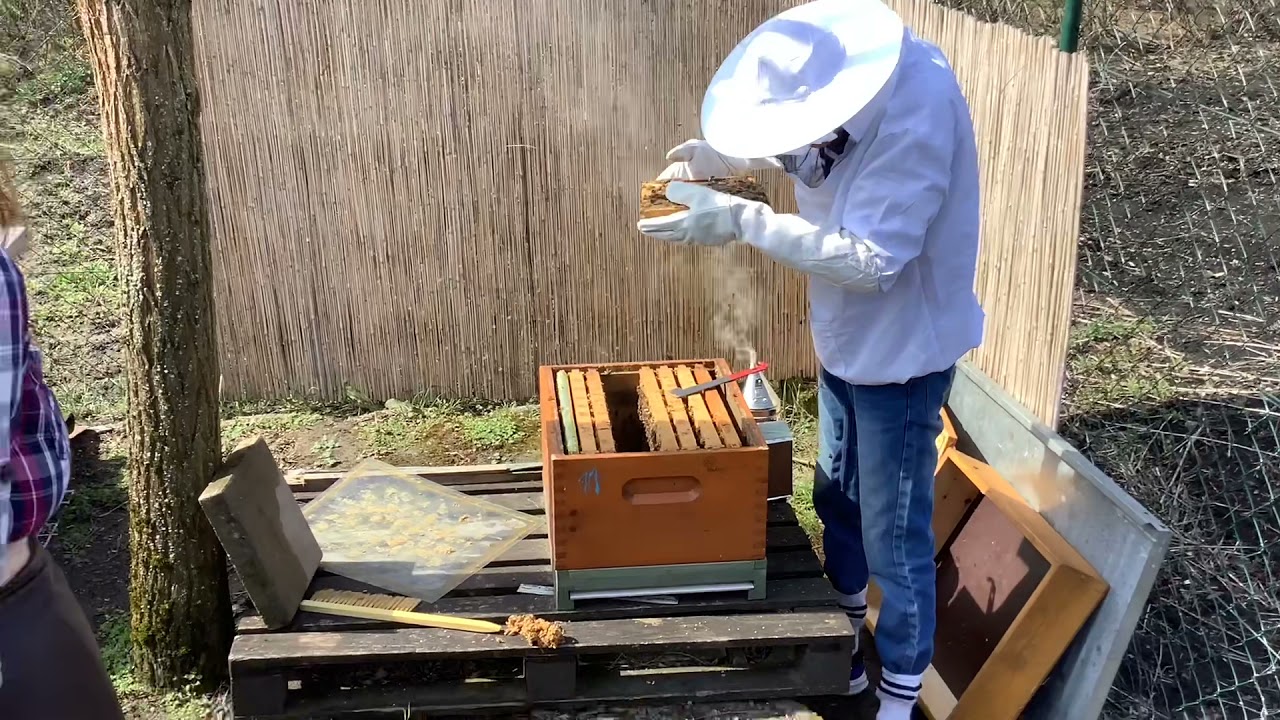 Jungimker bei der Durchsicht im ersten eigenem Bienenvolk (Anf&auml;nger beim imkern)