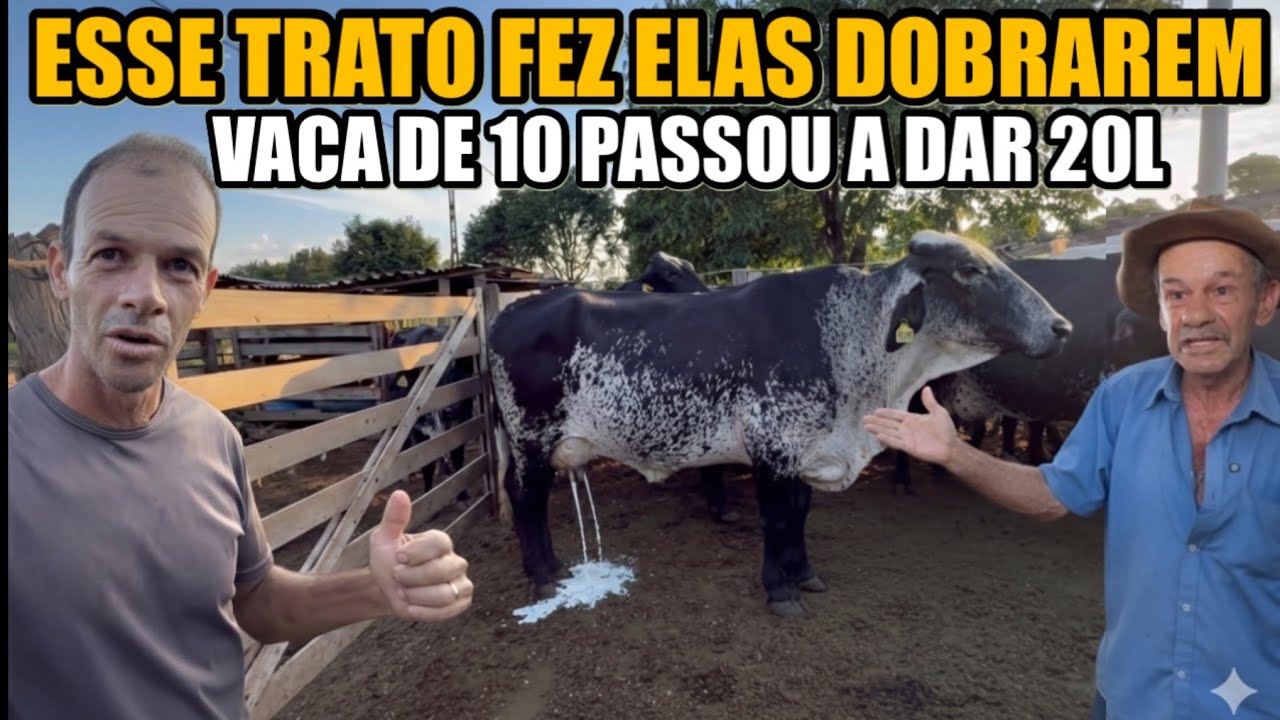 ELS TIRAM 500L DE LEITE EM 1,7hectare | TIRAM A RENDA DE VÁRIAS FOMAS 
