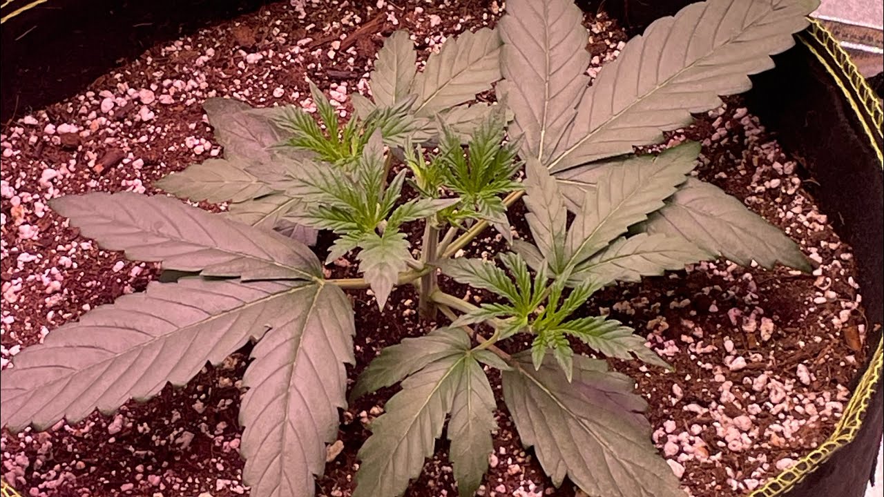 Tips on how to pH your cannabis plants! And how to test pH level. @BudzLikeUs