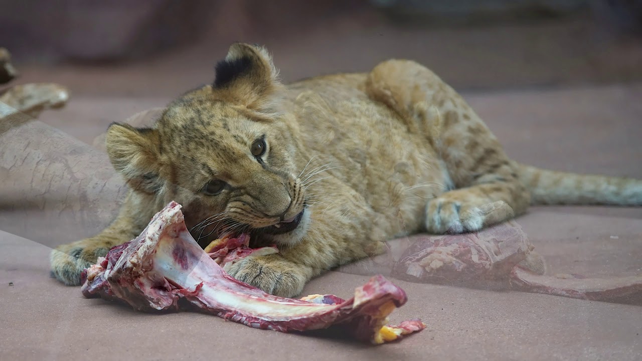 Thüringer Zoopark Erfurt
