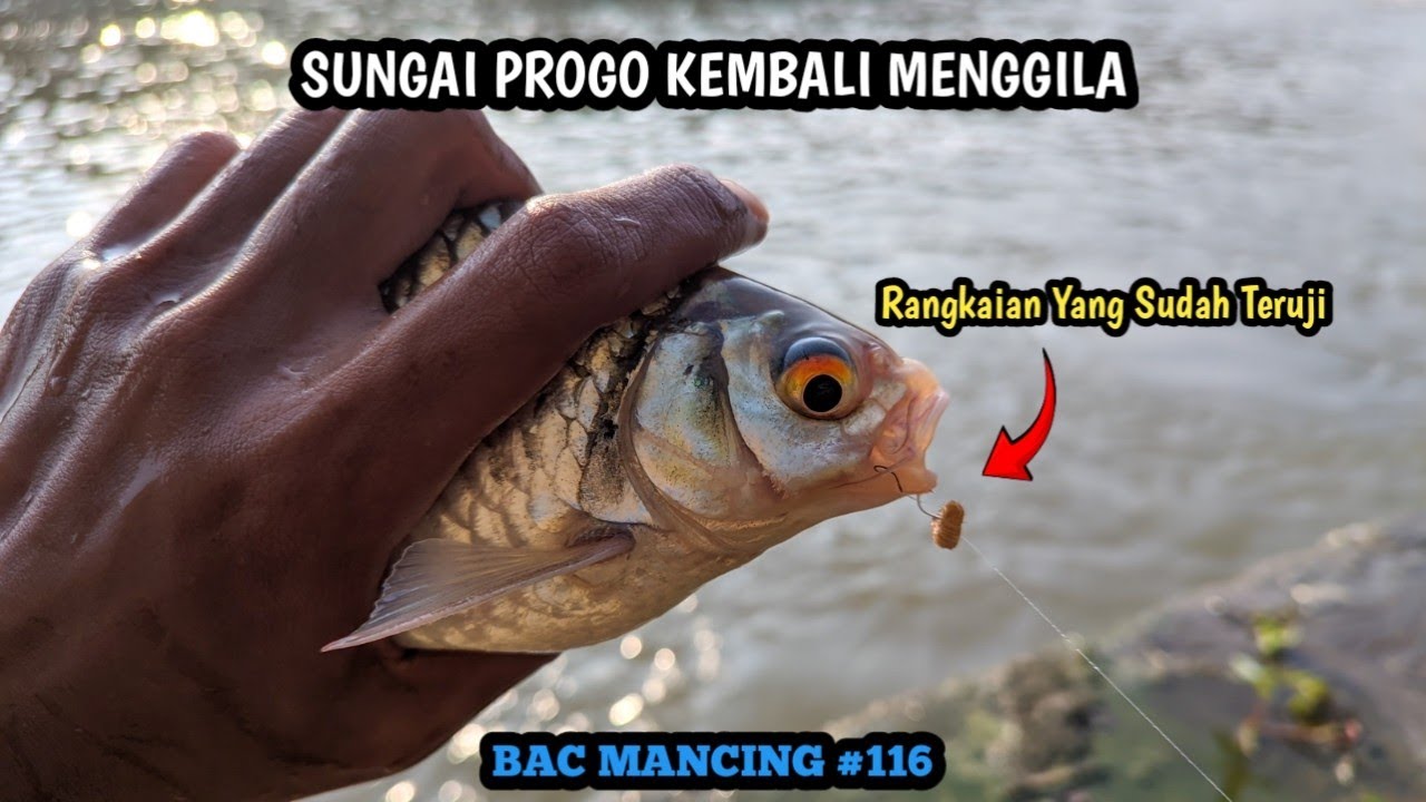 ALTERNATIF UMPAN TAWES AIR KERUH Dengan Rangkaian Maut Teknik Kumbul