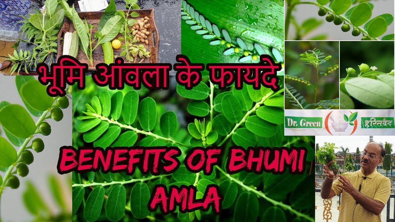 भूमि आंवला के फायदे BHUMI AMLA (Gale of the wind) ભોંયઅમાલી DR HITESH JANI (Dr Green Ayurvedic)