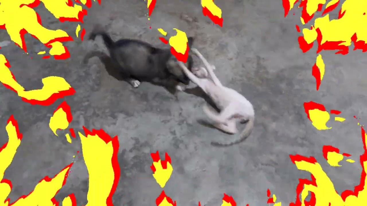The Great Battle of Luna and Oli | see what happens🤣 #pets #cat #dog #wrestling