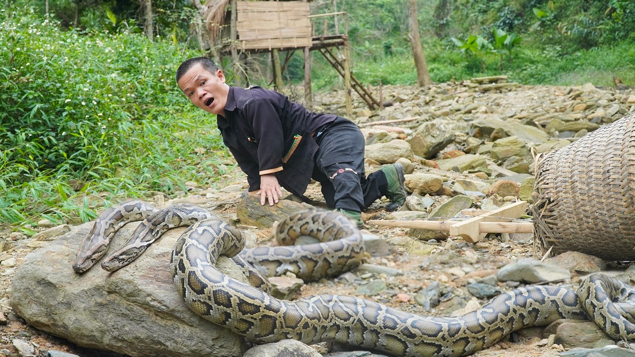 Dwarf Family Catches Fish in the Stream and Encounter Giant Python - Giant Anaconda