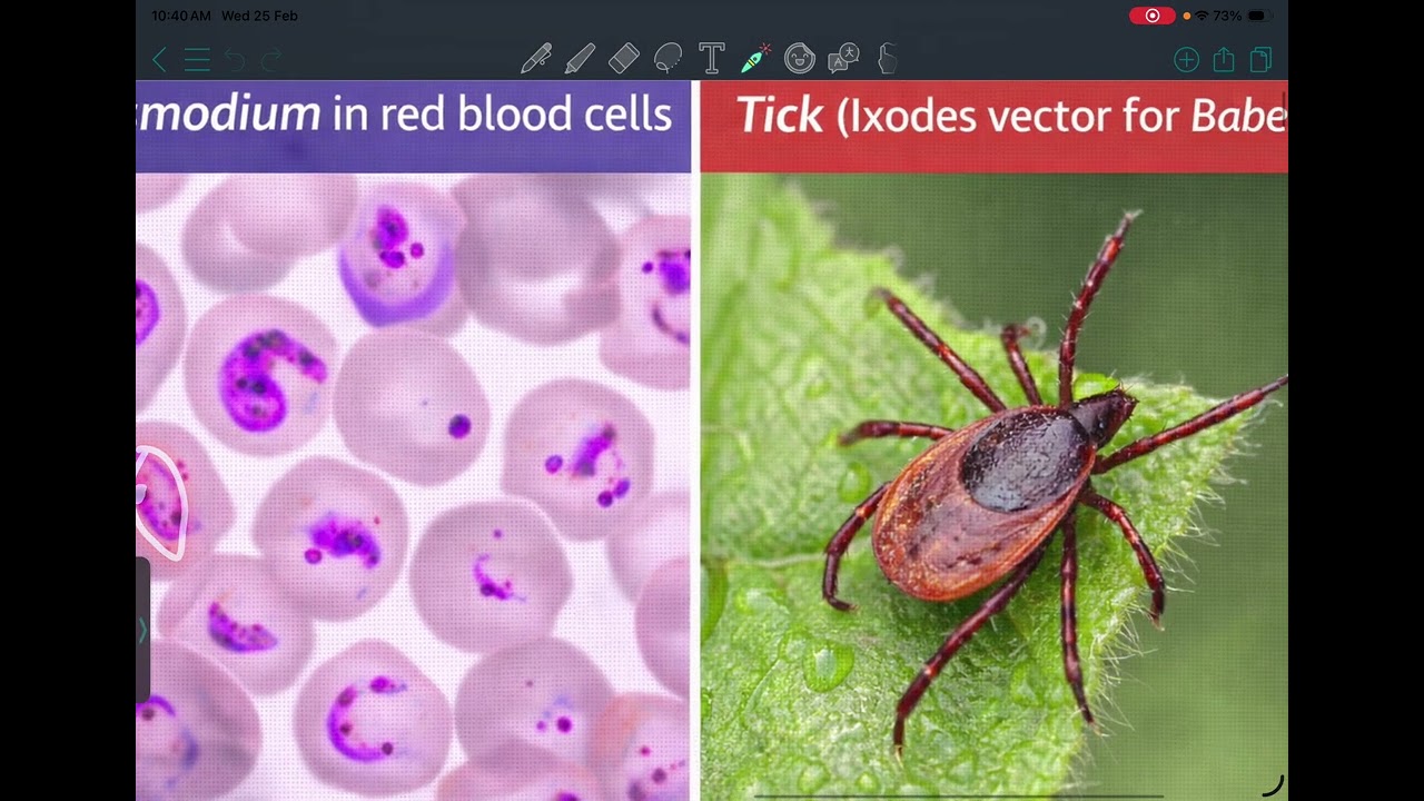 HLS: Microbiology 3