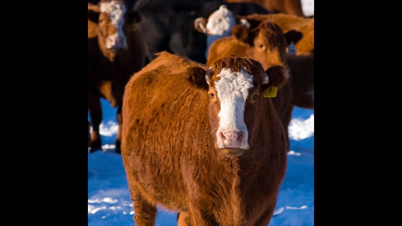 Winter Corn Grazing