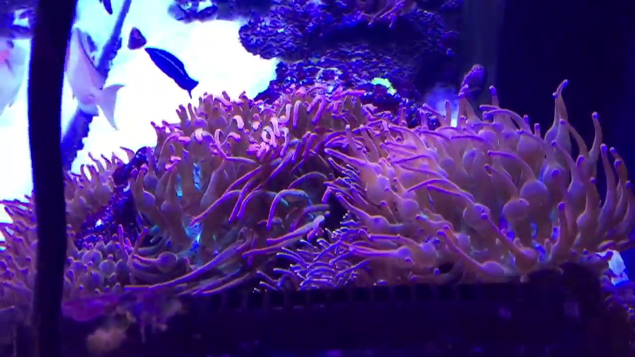 Red Sea Reefer 525xl