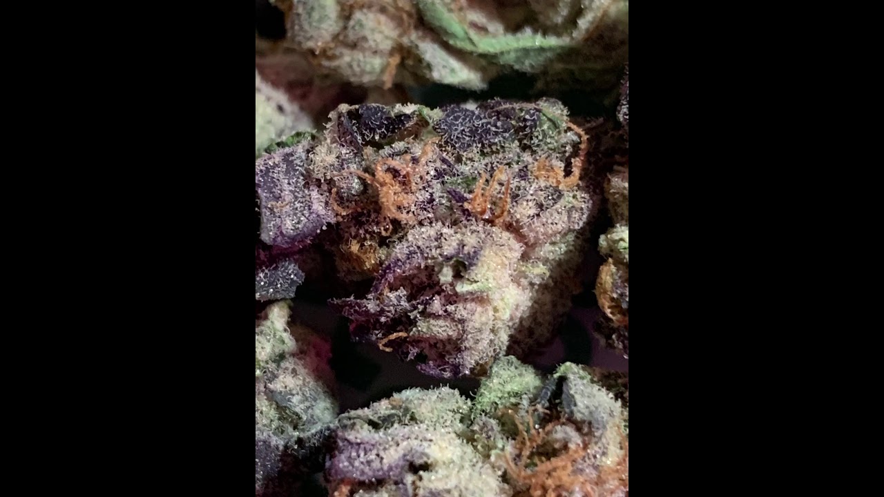 Ness Black Cherry Punch
