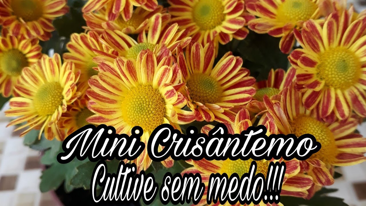 MINI CRIS&Acirc;NTEMO,CULTIVE SEM MEDO!!!!