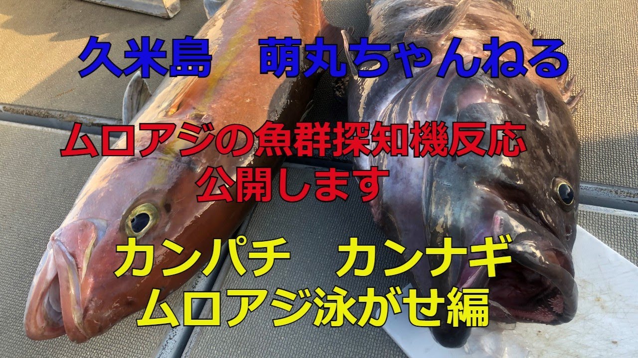 カンナギ　ムロアジ泳がせ編