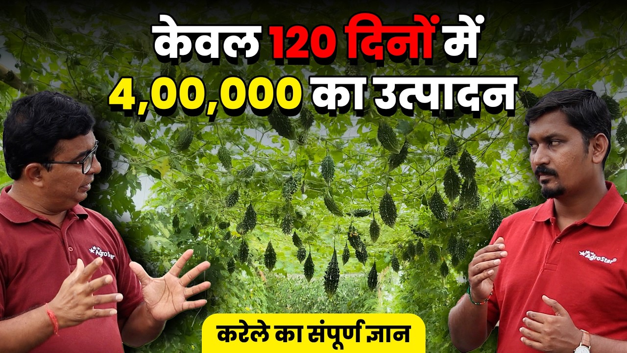 Karela ki kheti को प्रॉफिटेबल कैसे बनाए | Bitter gourd farming | AgroStar