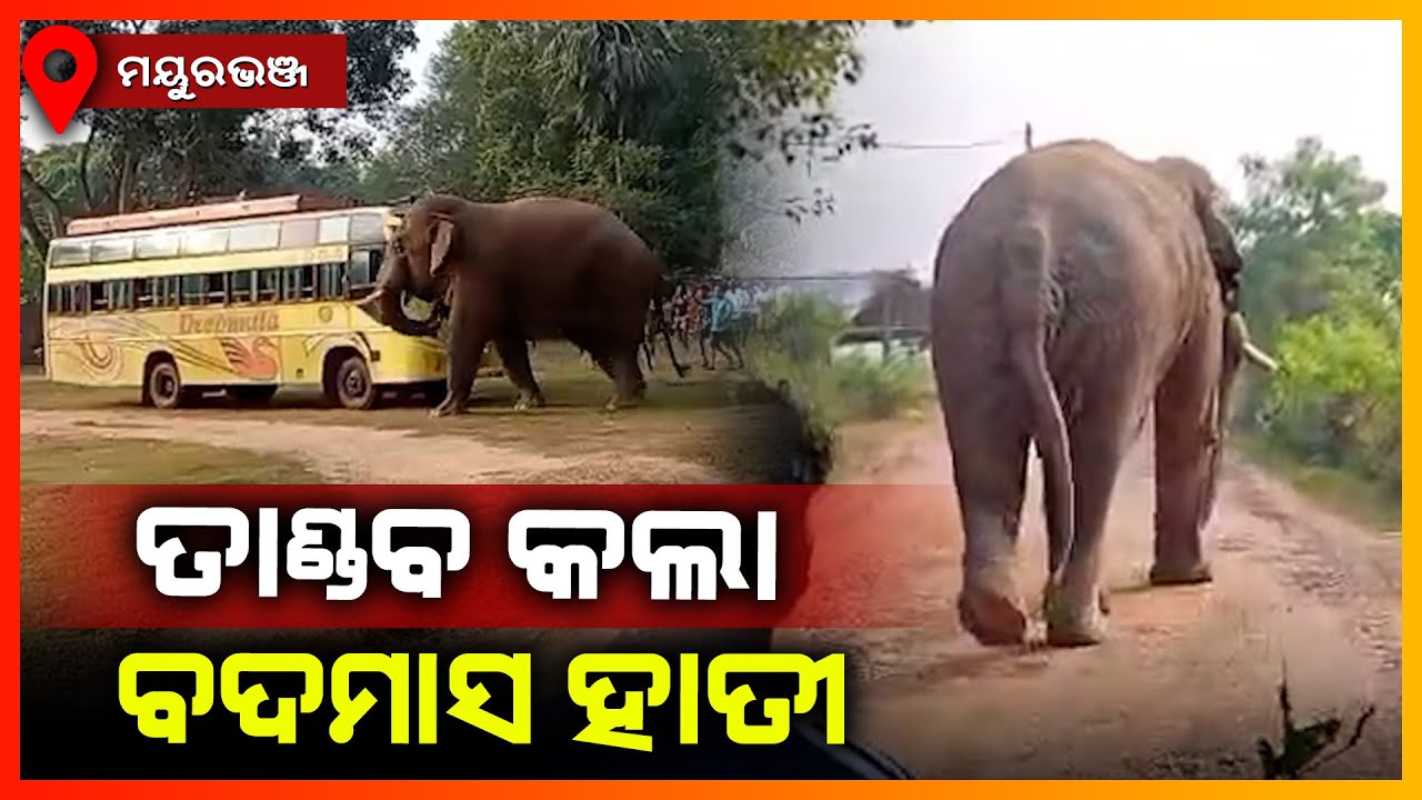 ତାଣ୍ଡବ କଲା ବଦମାସ ହାତୀ,ଲୋକେ ହେଲେ ଭୟଭୀତ || MAYURBHANJ NEWS