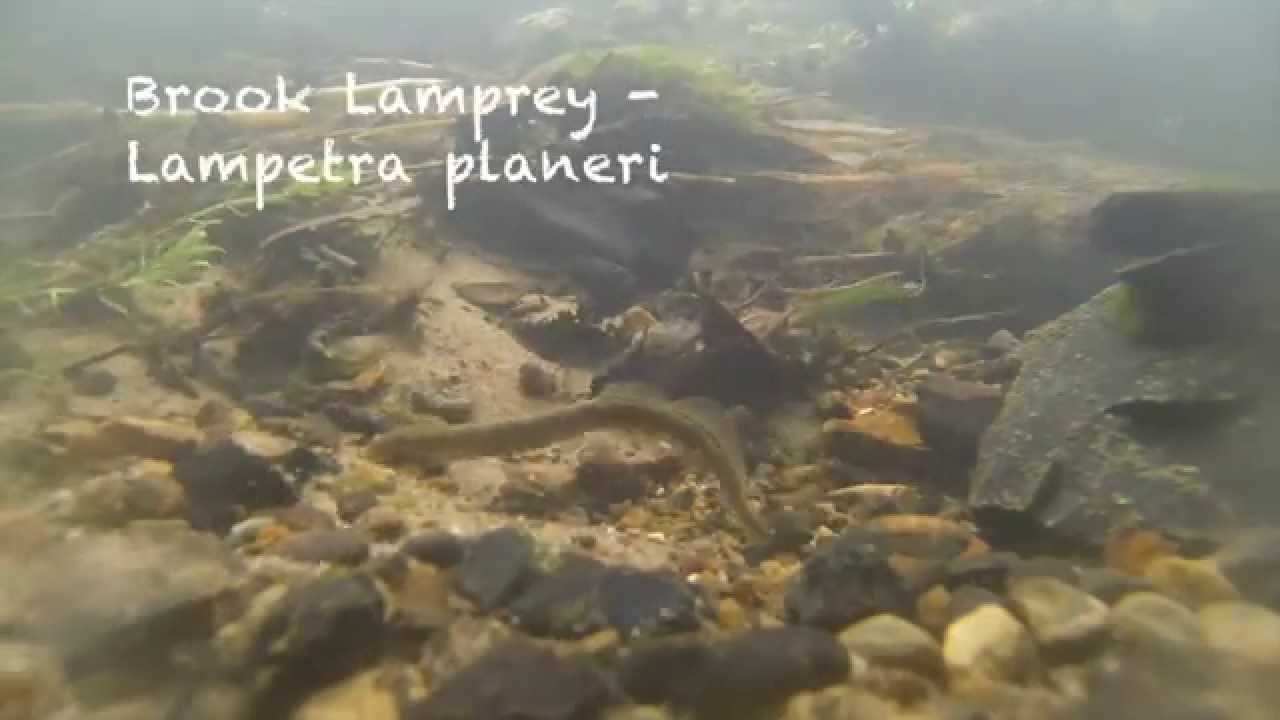 Brook Lamprey (Lampetra planeri) Underwater UK