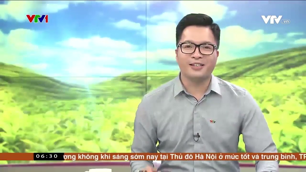 ĐỒI CHÈ ĐÔNG GIANG MÙA THU HOẠCH | #VTV1 (Việt Nam thức giấc)