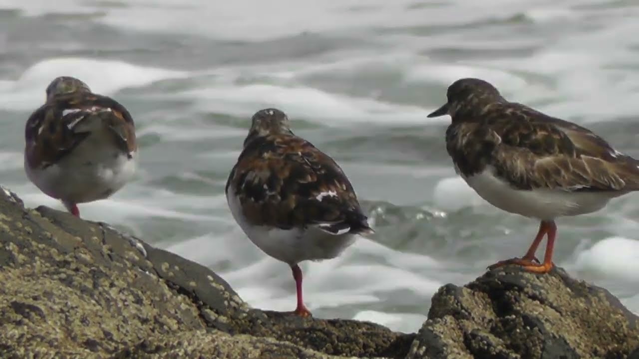 Birds of Britain and Europe - 17 - The Ruddy Turnstone