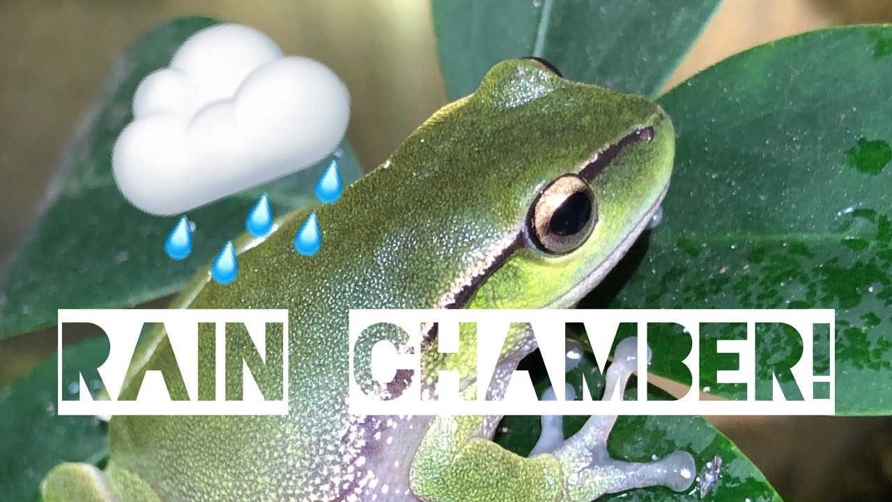 How to make a rain chamber for your frogs!