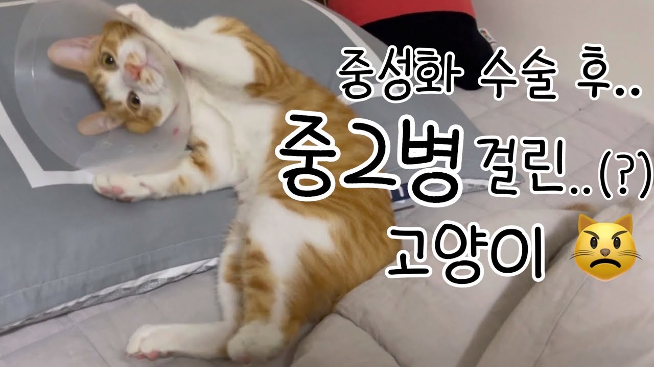 중성화 수술 후 까칠해진(?) 고양이..🐈 둘 다 예민하면 어떡하니...🐈‍⬛ 껌딱지의 일상 VLOG♥️