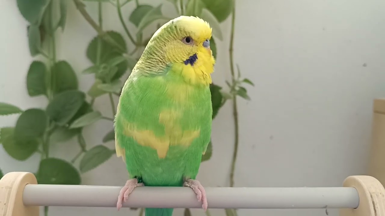 Proč pořád prší - výuka mluvení andulky