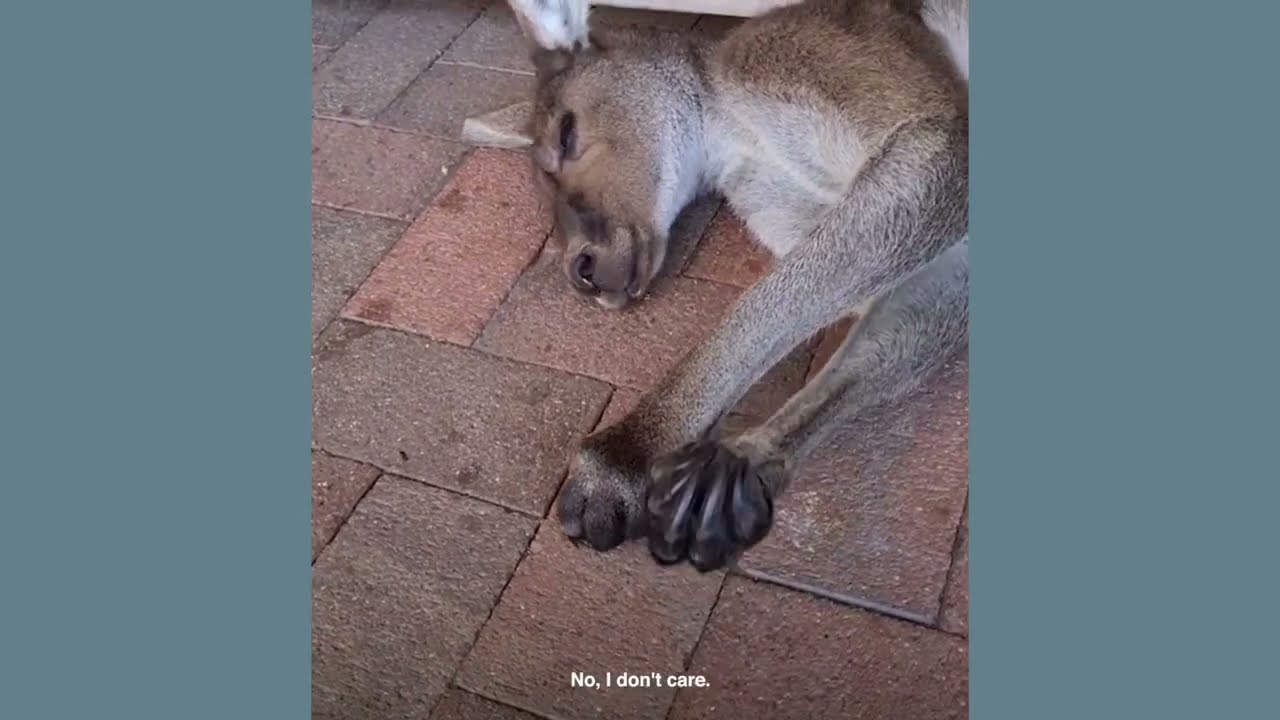 This woman's pub is taken over by kangaroos every day