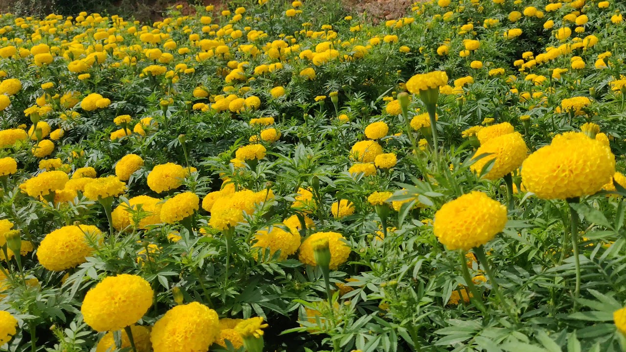 I&B Seeds (sps Yellow Ball plus) field at Madanapalli