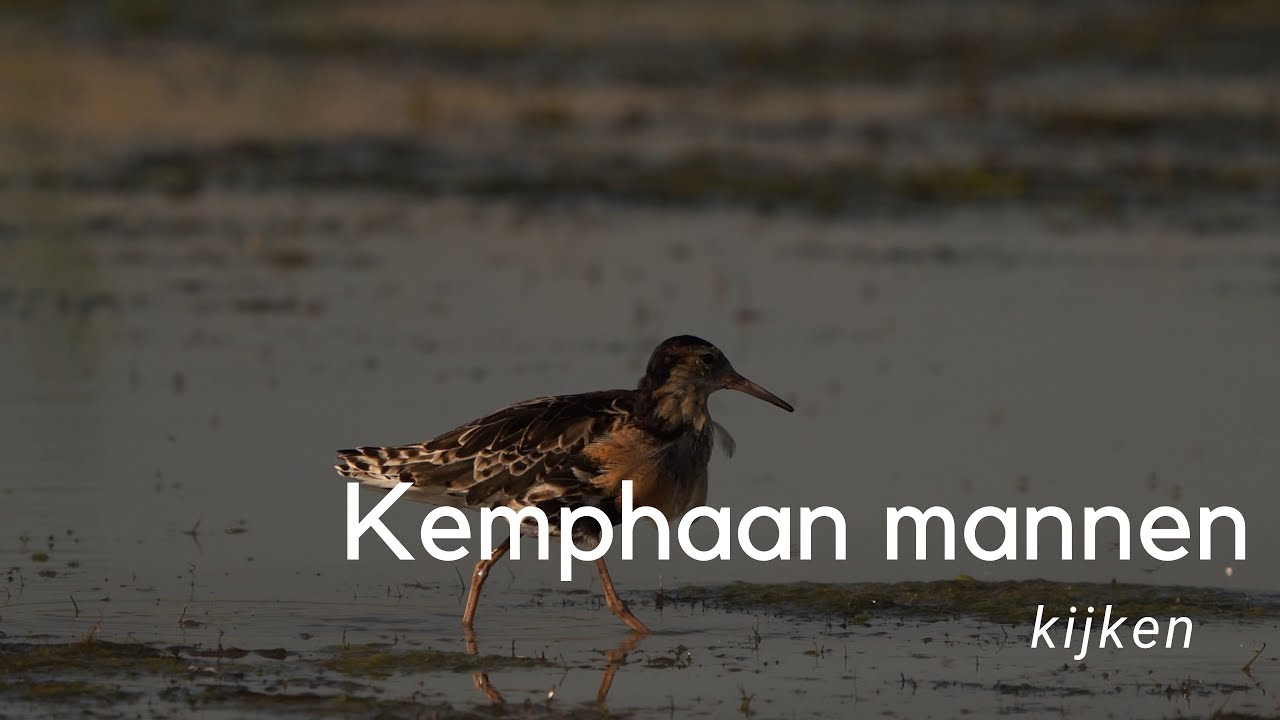 Kemphaan mannen kijken #993