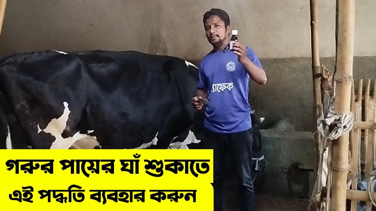 গরুর পায়ের ক্ষুরারোগের ঘাঁ কিভাবে শুকাবেন । গরুর পায়ের ক্ষুরারোগ কিভাবে ভালো করবেন