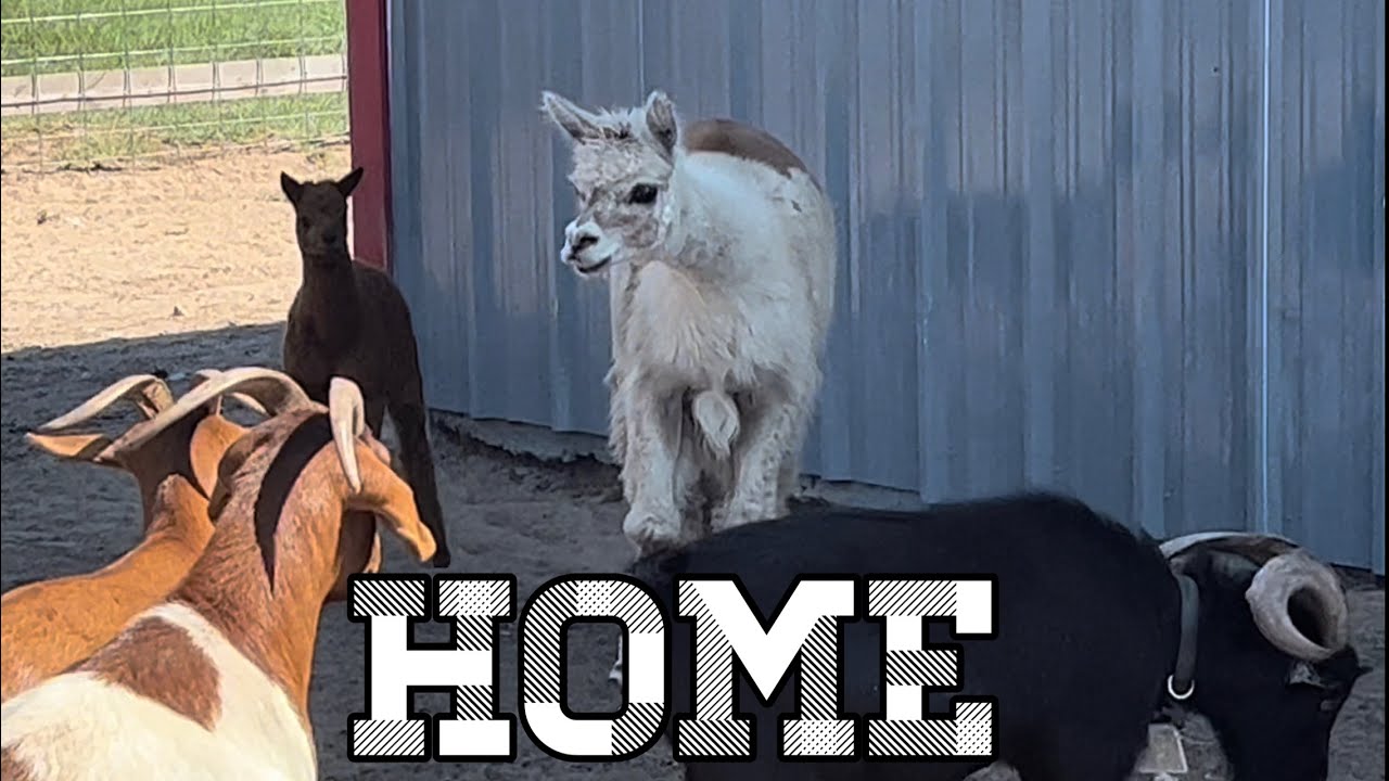 Indie (baby alpaca) Meets The Littles