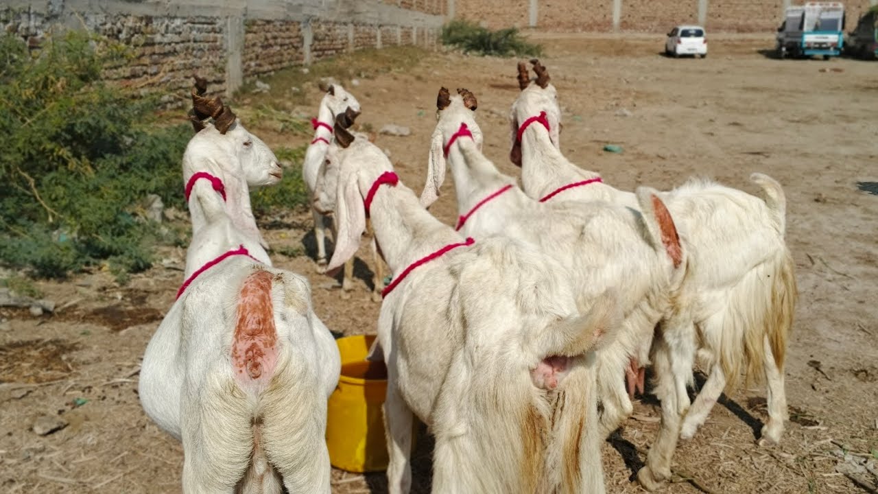 Hyderabad bypass Mandi 17-12-2025
