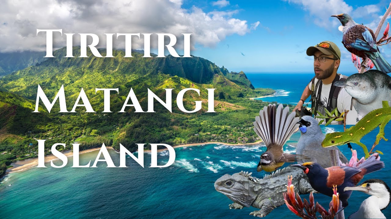 New Zealand’s Rarest Animals Live On This Remote Island!!