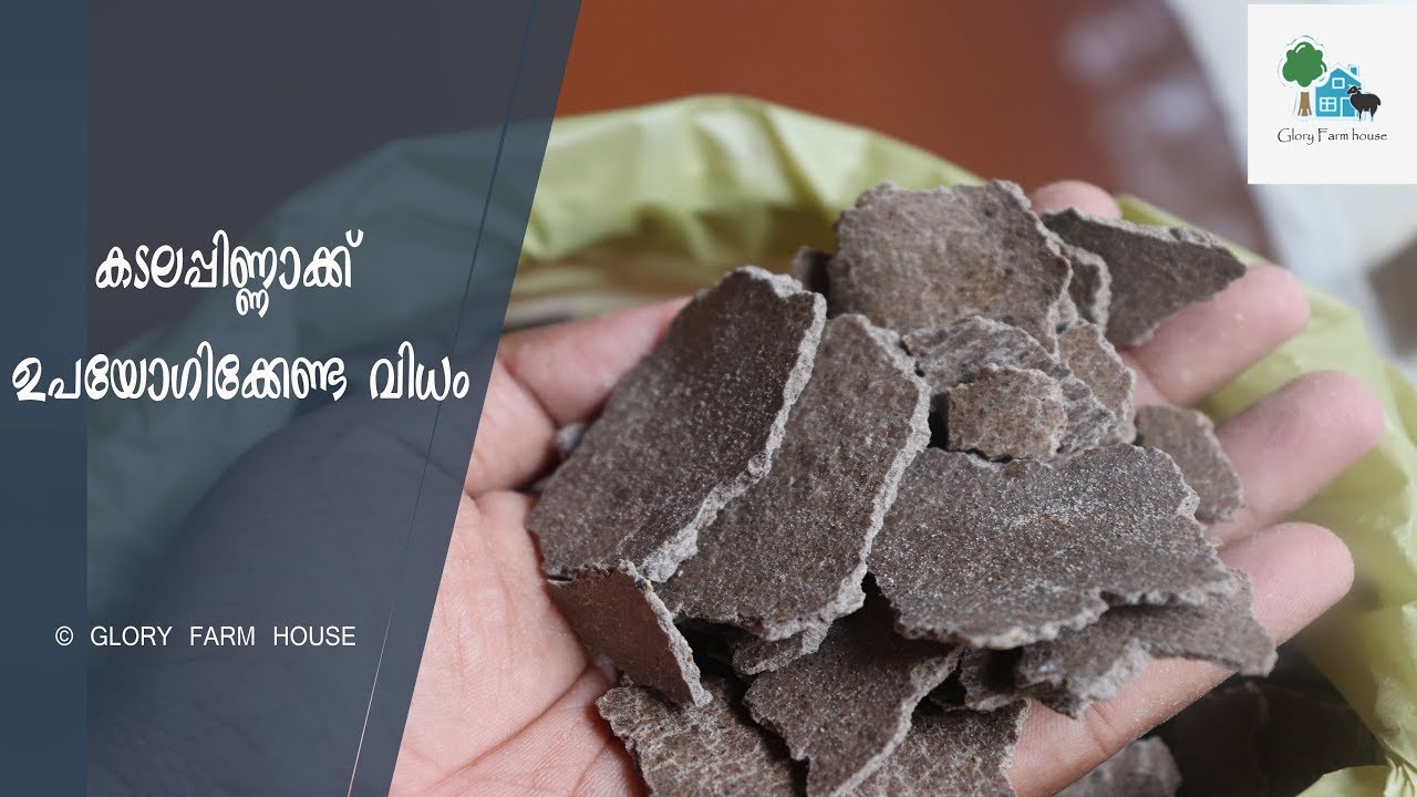 കടല / കപ്പലണ്ടി പിണ്ണാക്ക് ഉപയോഗിക്കേണ്ട വിധം | Advantages of Kadala Pinnakku or Ground Nut Cake