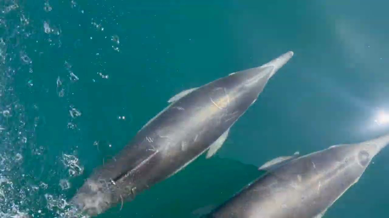 Mega-Pod of Short Beaked Common Dolphins Off the Coast of Santa Barbara