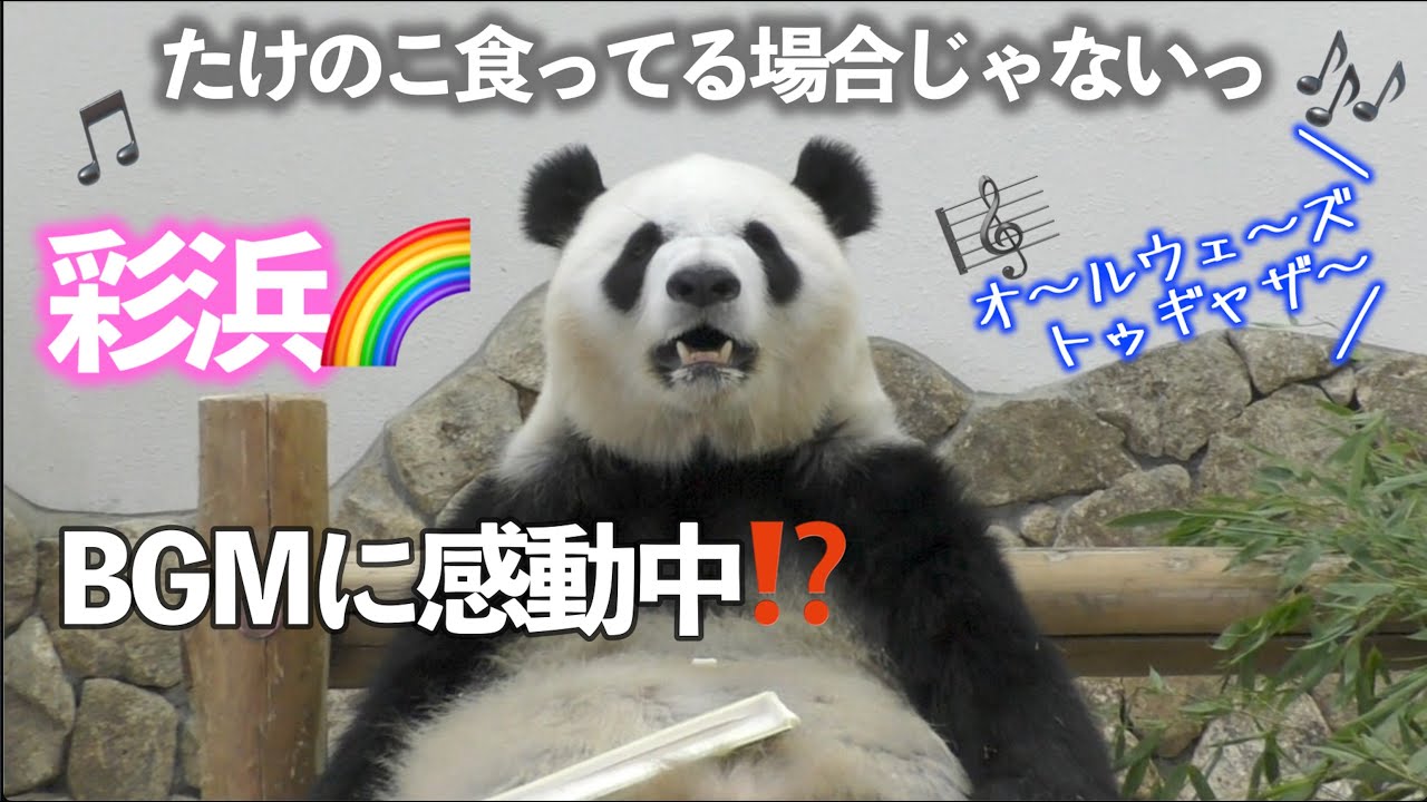 【感動中⁉️】たけのこ中BGMに聴き惚れる彩浜姉さん🌈【フリーズパンダ】 Panda,Saihin