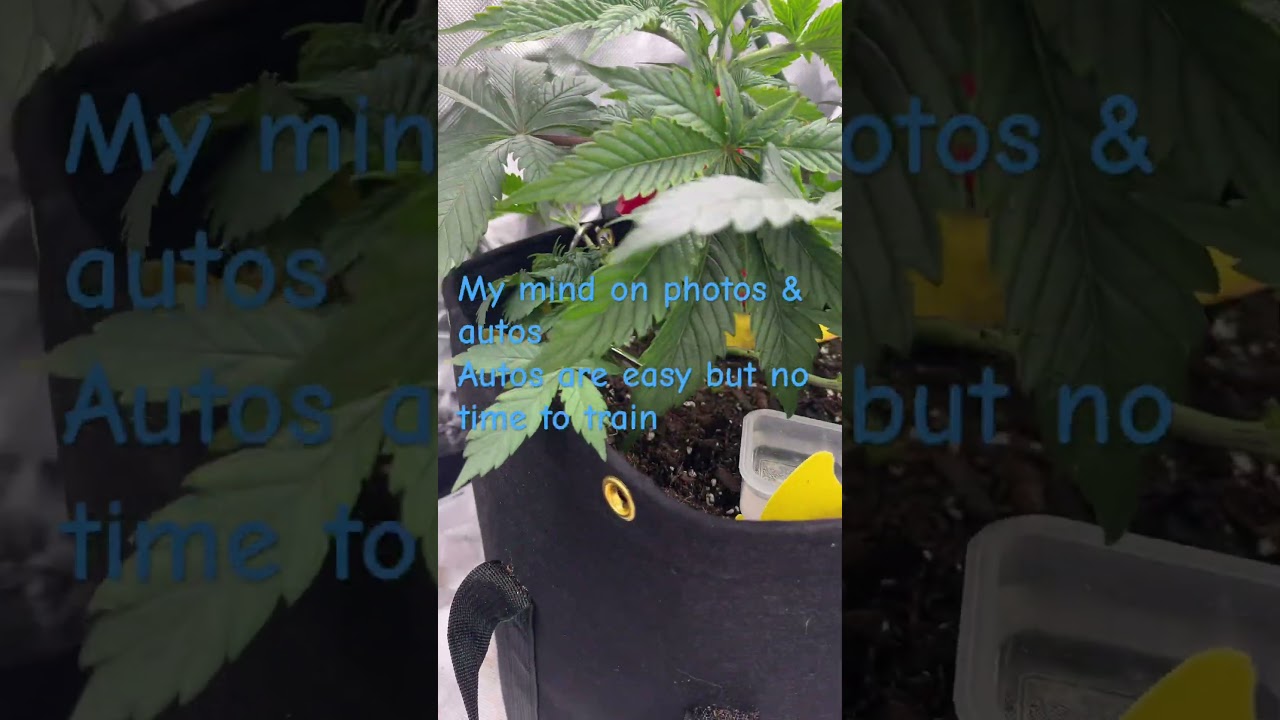 Photo vs auto #grow #canna #cannabiseducation #cannabis #roomtogrow #growway #strains