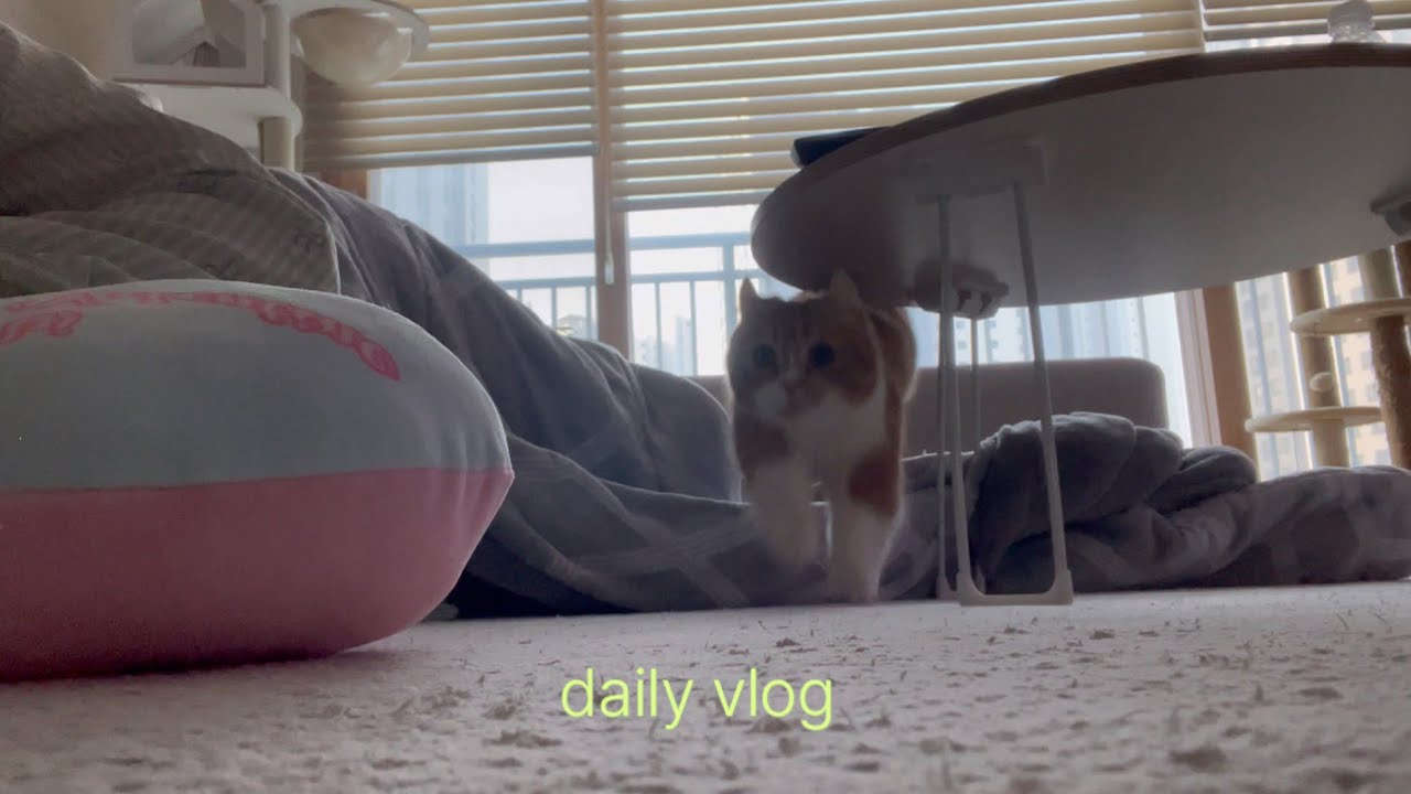 [Vlog] 고양이가 많이 나오는 브이로그 🐱🧡 , 두바이 타르트 🧆 , 봄동비빔밥 🥬🙌🏻