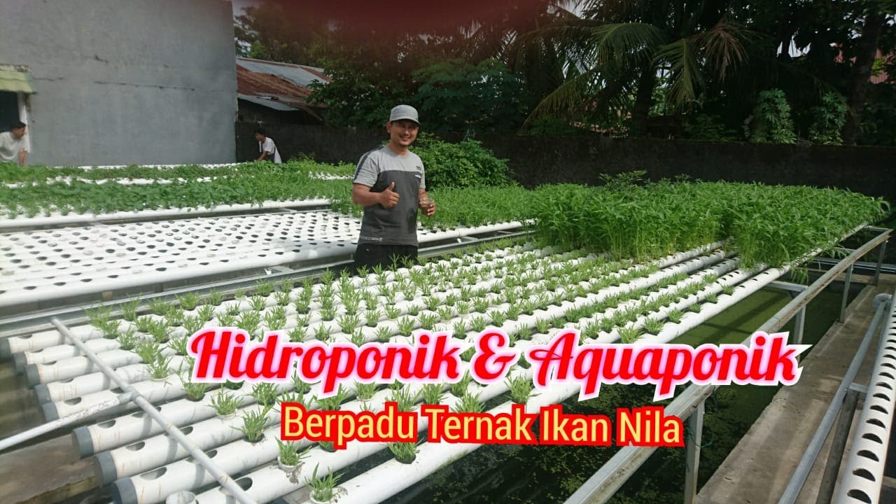 Pertanian terpadu: Hidroponik dan aquaponik, ternak ikan nila..