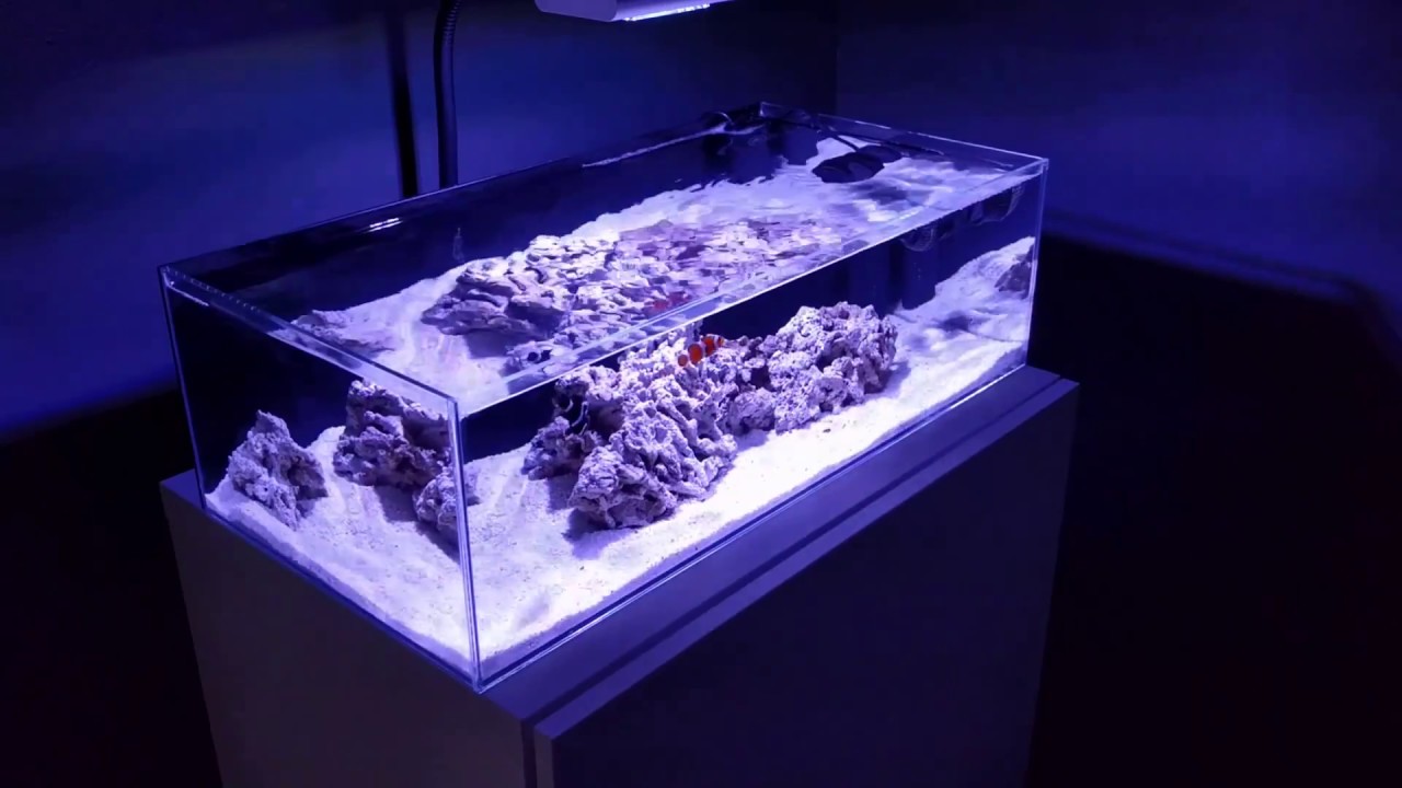 ADA 60F 8.6 Gallon Filterless Nano Reef - Finished Cycle + First Live Stock