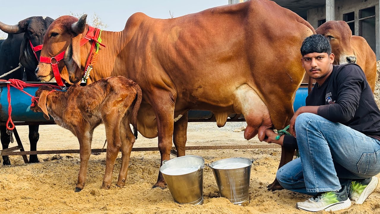👌गुजरात की #गीरगाय !! #Gircow Yadav Dairy Farm (Only What's Aap 9511592301)