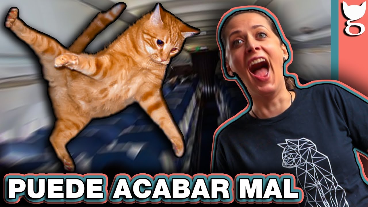 ¿VAS A VOLAR CON TU GATO? SIGUE ESTOS CONSEJOS 🙀 LA GATERÍA TV