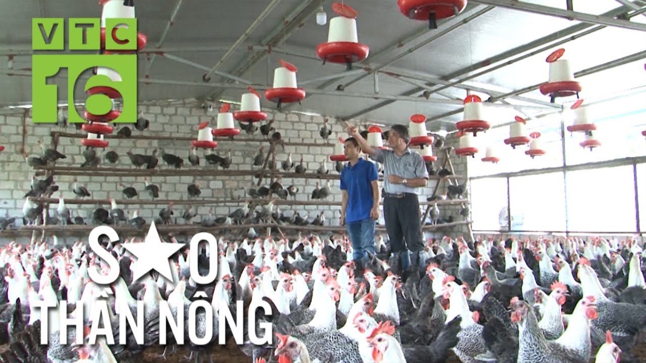 Mục sở thị trại gà sinh sản cực kỳ thông minh | VTC16