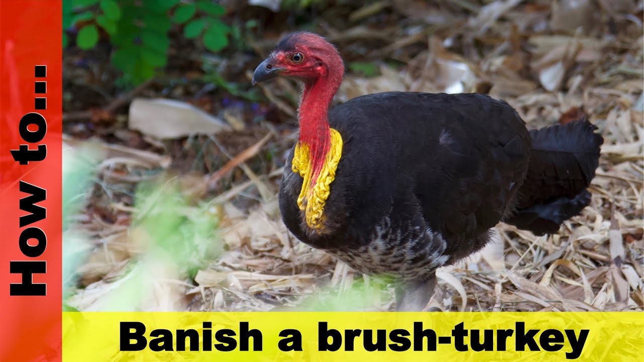 How to banish a brush-turkey