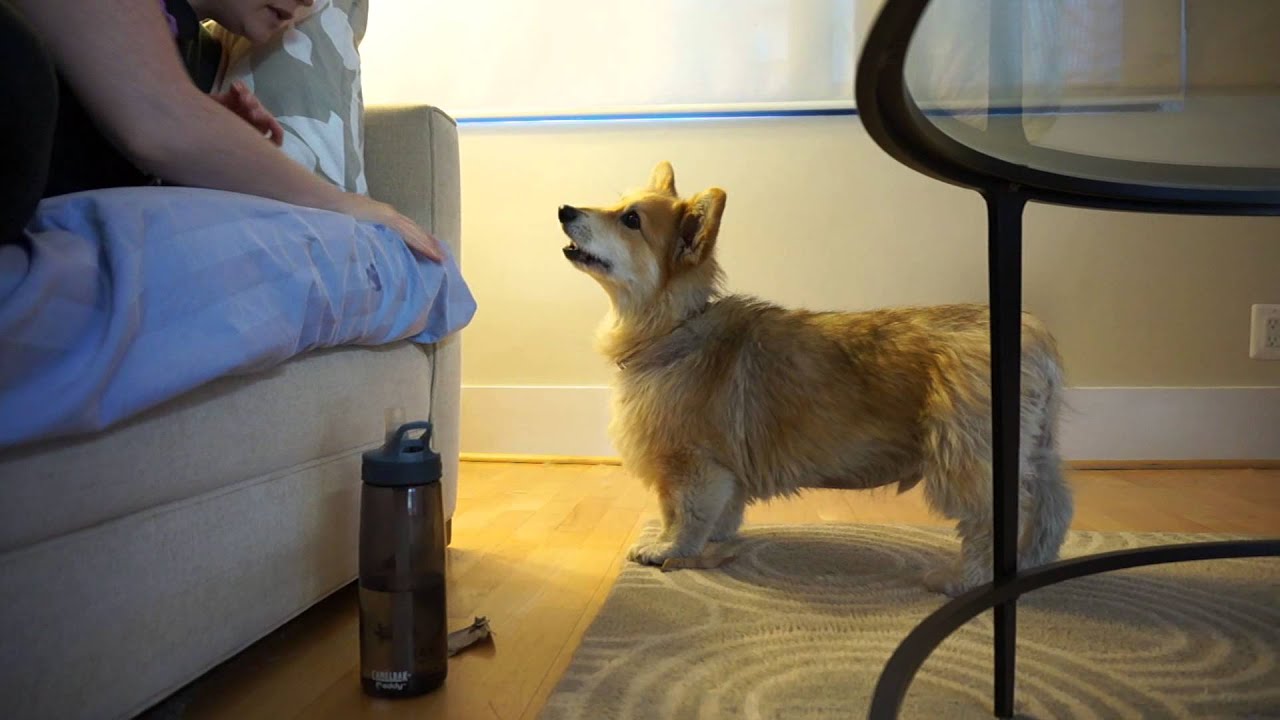 Corgi has debate with owner concerning playtime