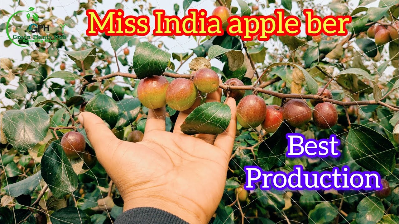 Miss India Apple Ber ki kheti । West bengal, kolkata । @greenplantshub-tb3tb
