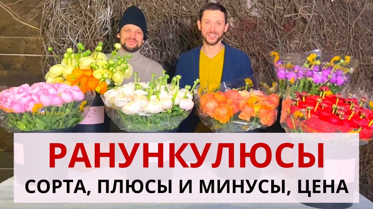 РАНУНКУЛЮС КЛУНИ во флористике | Сорта ранункулюса. Плюсы и минусы. Цена ранункулюса.