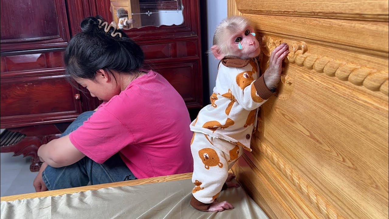 So sad😥! Monkey Luk received shocking news from mom