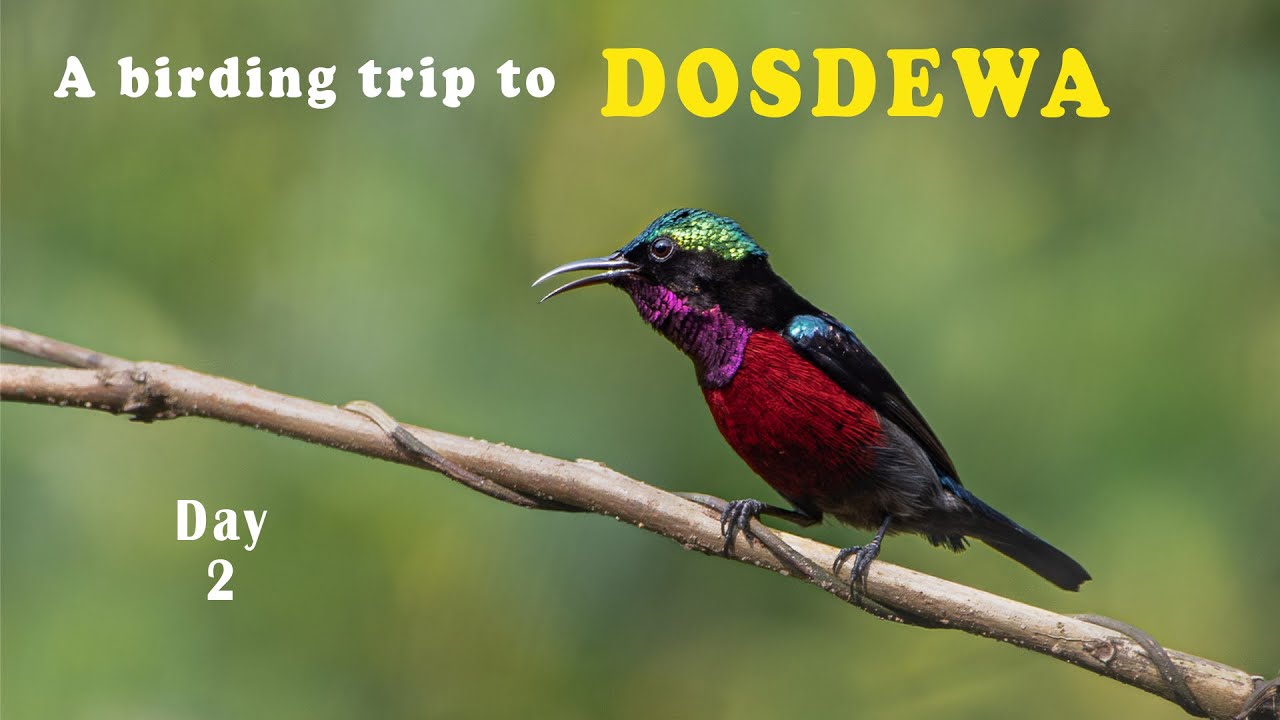 Discovering Dosdewa | A Birding Paradise in Northeast India | Day 2 | Karimganj Assam India
