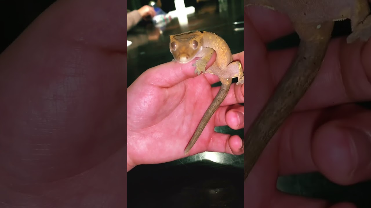 Game night with Rio❤️ #crested #crestedgecko #gecko #geckos #crestedgeckos #geckolife