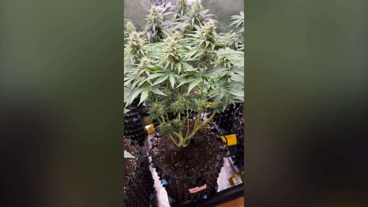 Growtagebuch-Bl&uuml;tewoche 6