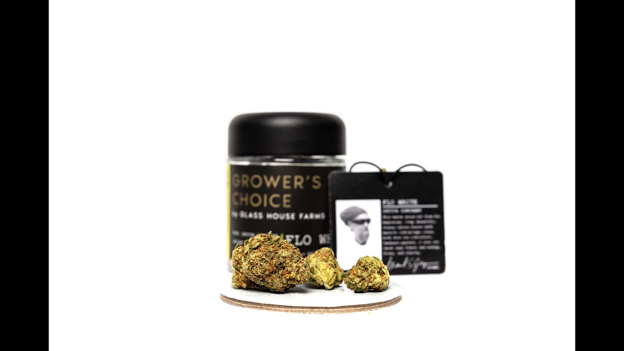The Flo White Strain Review Featuring Glasshouse Farms Grower's Choice Craft Cultivator Flower Line