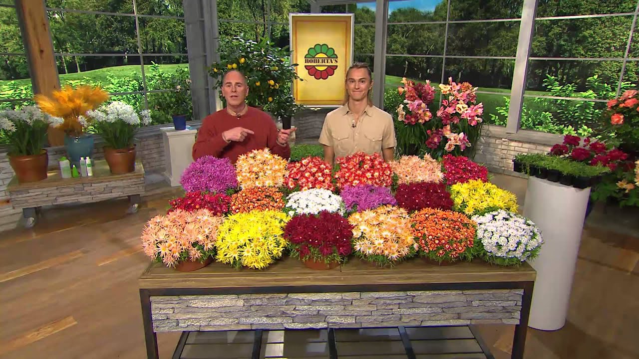 Roberta's 18-piece Hardy Succulent Flowering Ice Plants with Carolyn Gracie